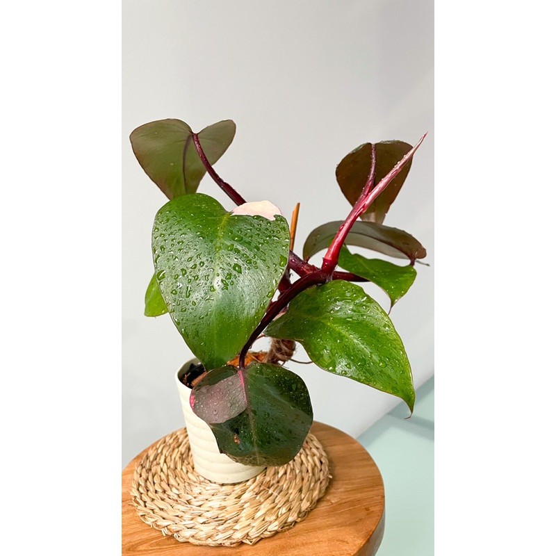 Philodendron Pink Princess Shopee Singapore