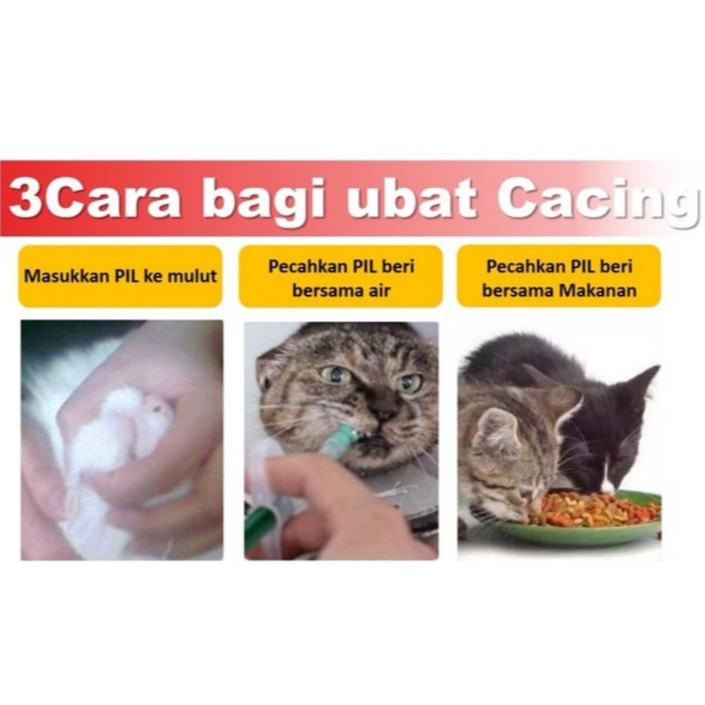 ubat cacing untuk kucing