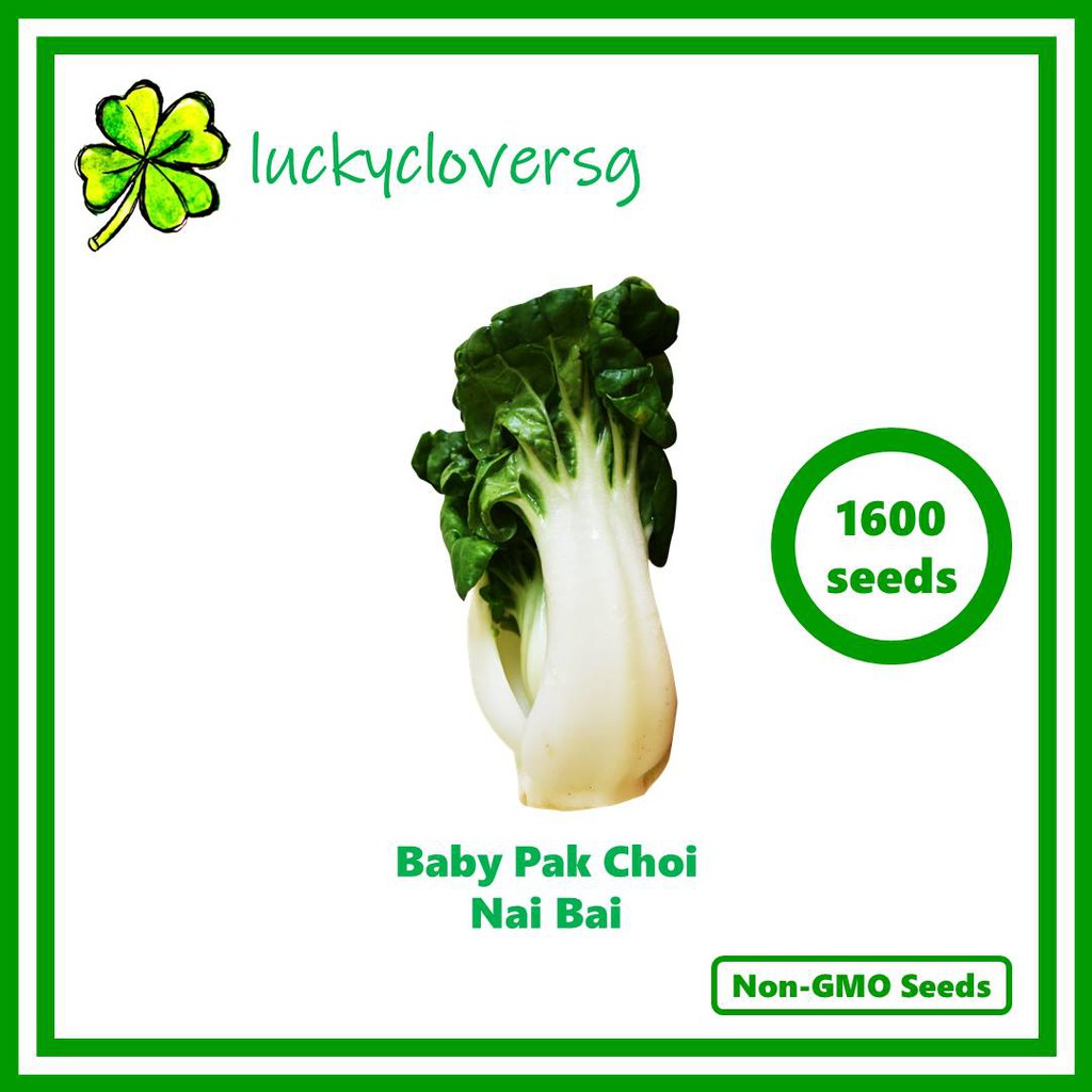 Baby Pak Choi Nai Bai Milk Cabbage Dwarf Pak Choi Nai You Pak Choy Seeds From Sg Shopee Singapore