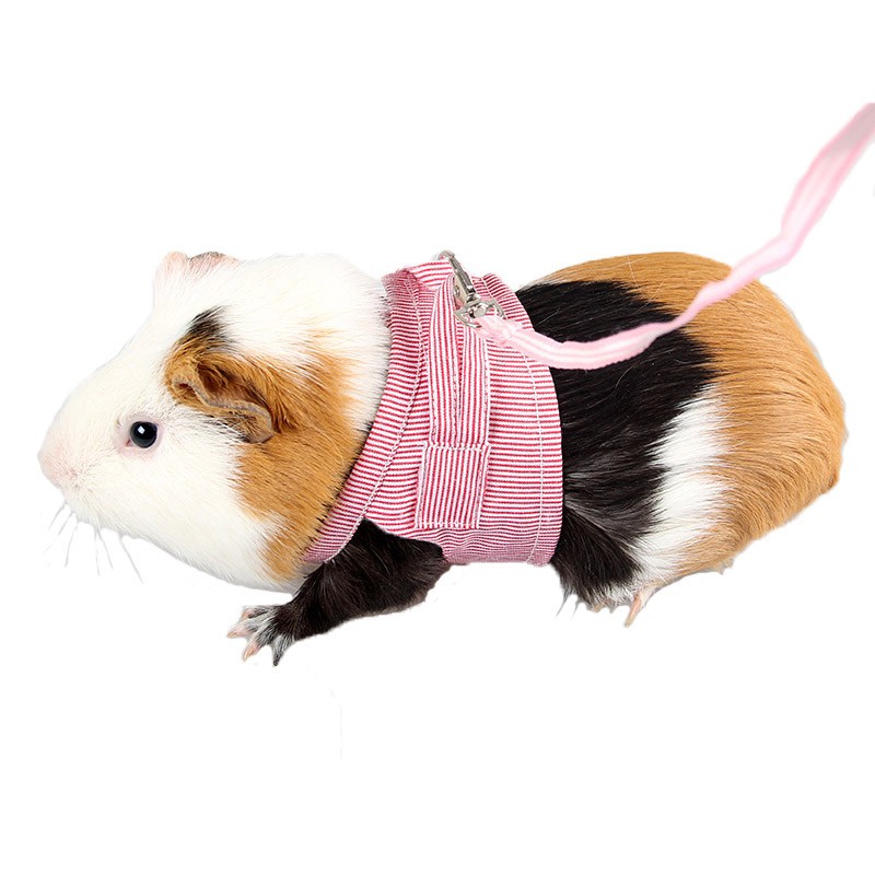 walking a guinea pig on a leash