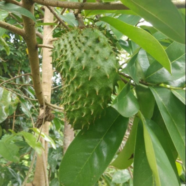 Pokok Buah Durian Belanda Shopee Singapore