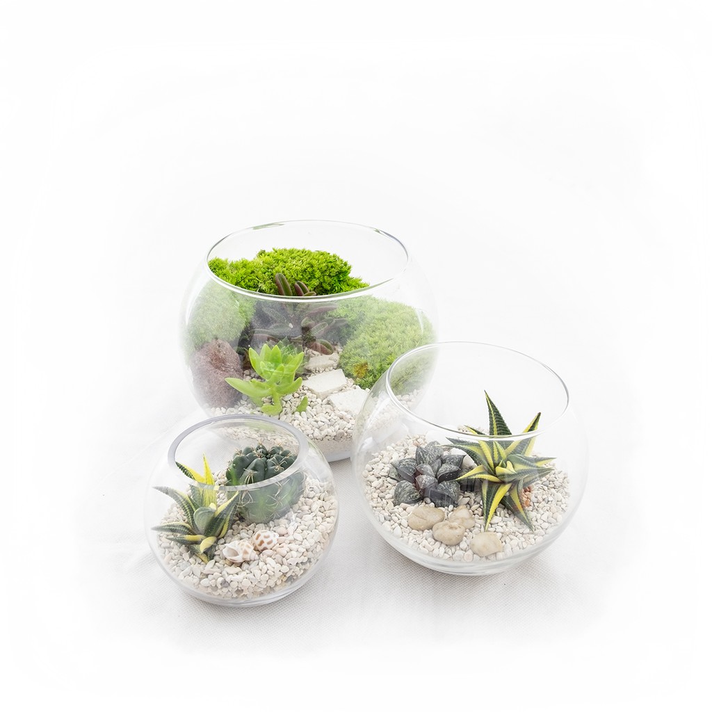 Terrarium Bowls Package (XS,S,M) Shopee Singapore