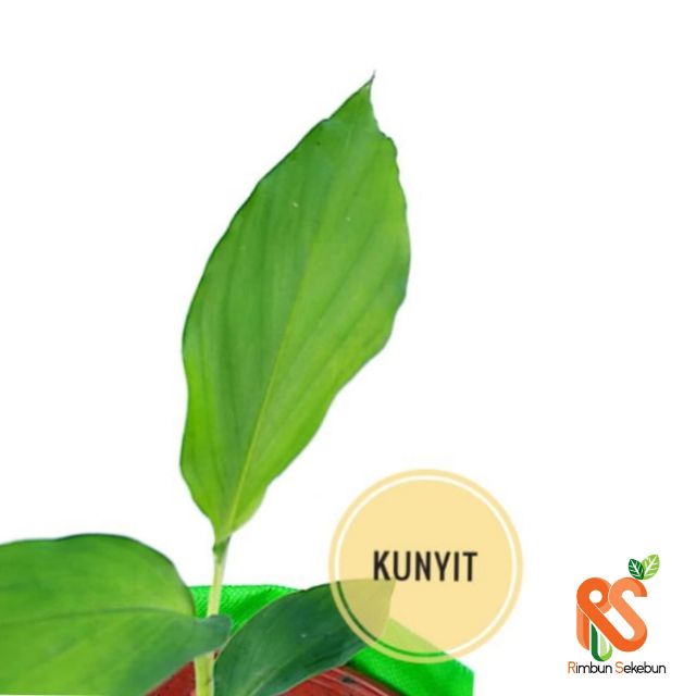 Live Plant Anak Pokok Kunyit Turmeric Shopee Singapore