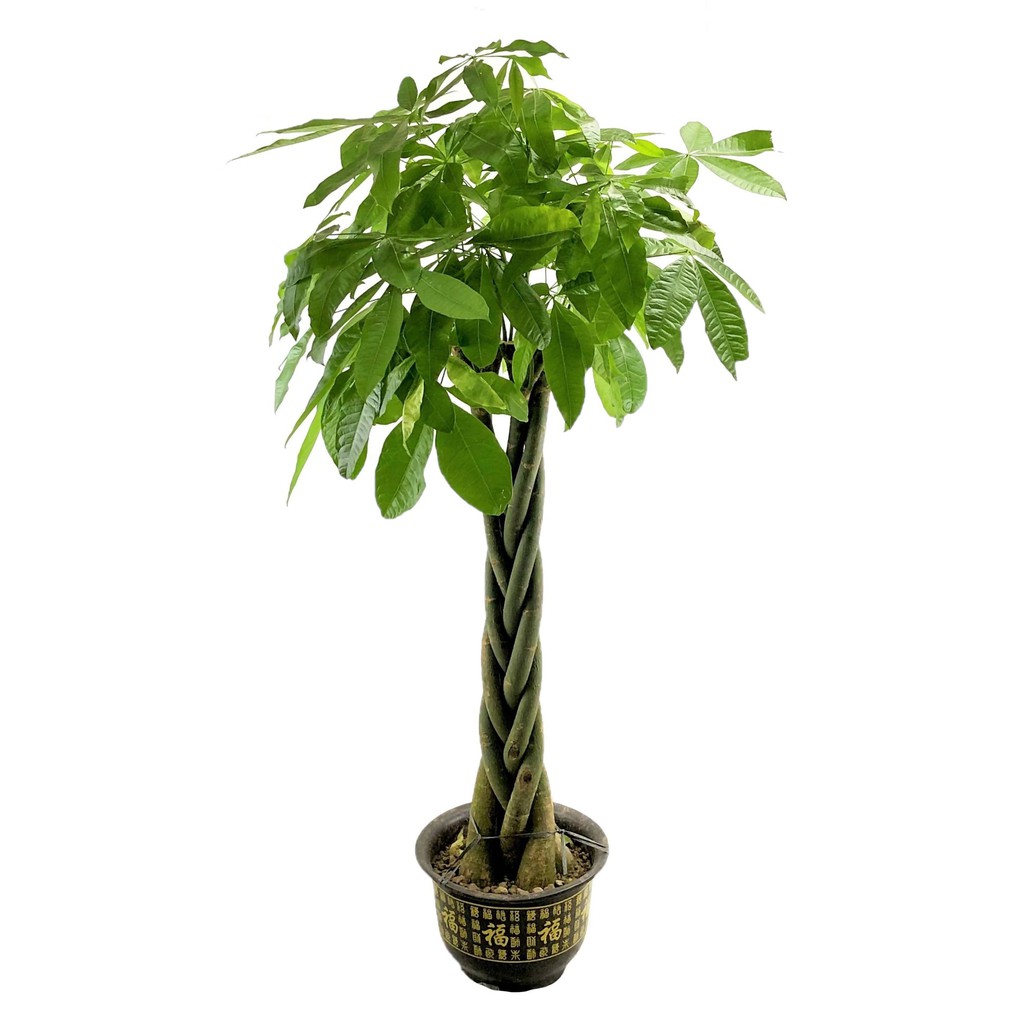 Money Tree (Pachira aquatica) Plant, 1.5m Pet safe and perfect for