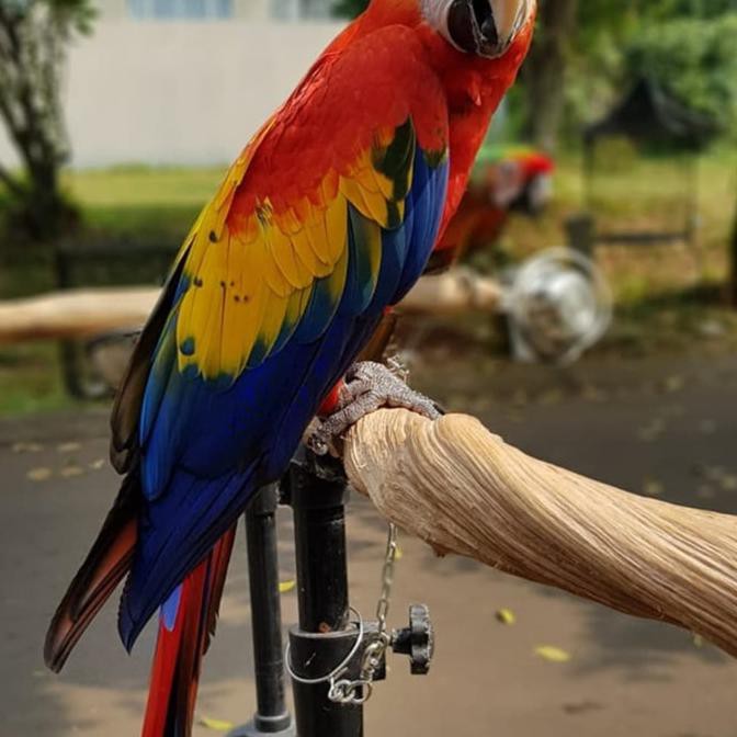 Birds Budgie Cockatiel Budgie Cockatiel Budgie Parakeet Cockatiel Wood