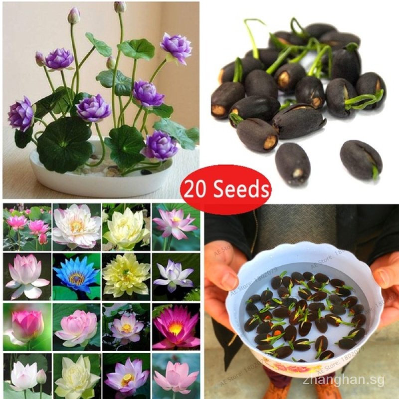 10pcs Lotus Water Lily Bonsai Seed Garden Hobbies Multiple Colour Mini Lotus Seeds Czet Shopee Singapore