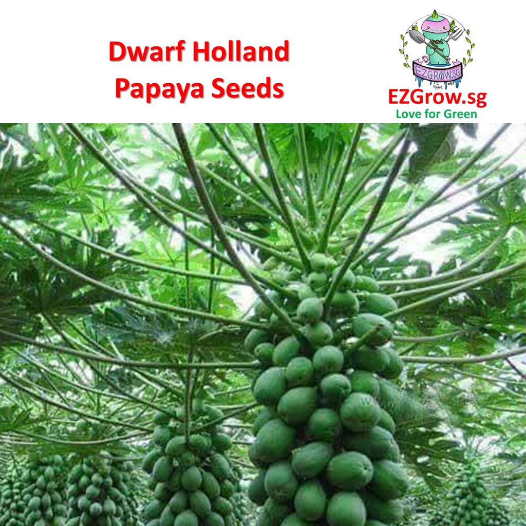 10 Dwarf Holland Papaya Seeds Garden Seeds Fruits Seeds (fr SG