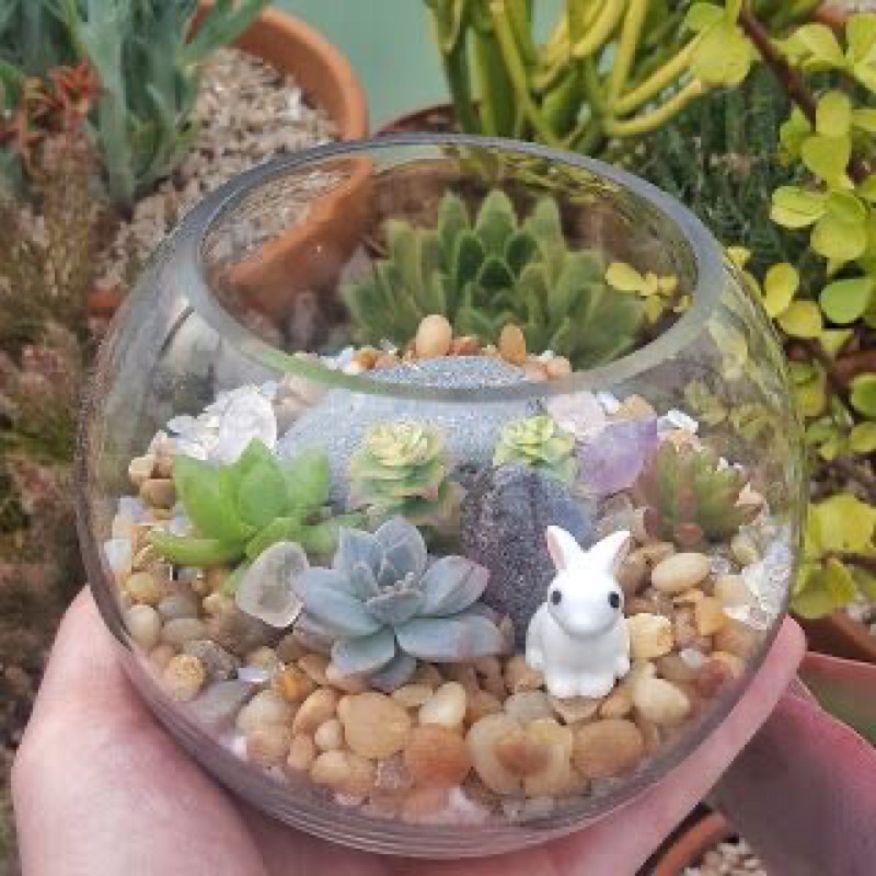 Diy Terrarium Making Kit Chinese New Year Special Edition With Succulent Plant Comes With Fortune Cat Shopee Singapore