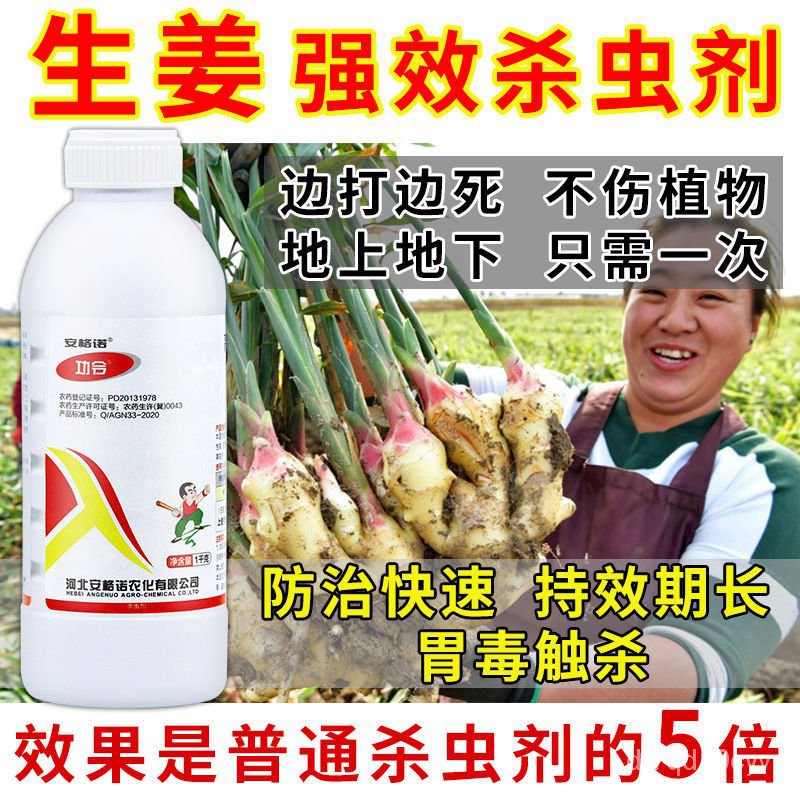 Ginger Fast Insecticide Ginger Special Pesticide Ginger Maggots Grub