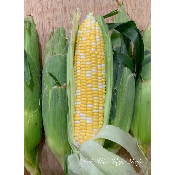 Grade Aa Cameron Highlands Pearl Corn Gred Aa Jagung Mutiara Cameron Highlands 金马伦珍珠玉米 Shopee Singapore