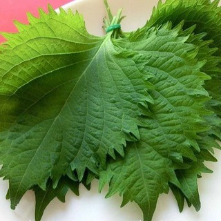 200 Korean Sesame Leaves Shiso Perilla Seeds (fr SG). | Shopee Singapore