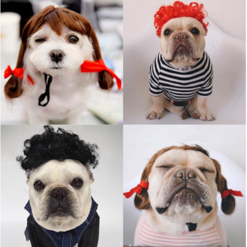 fancy cat accessories