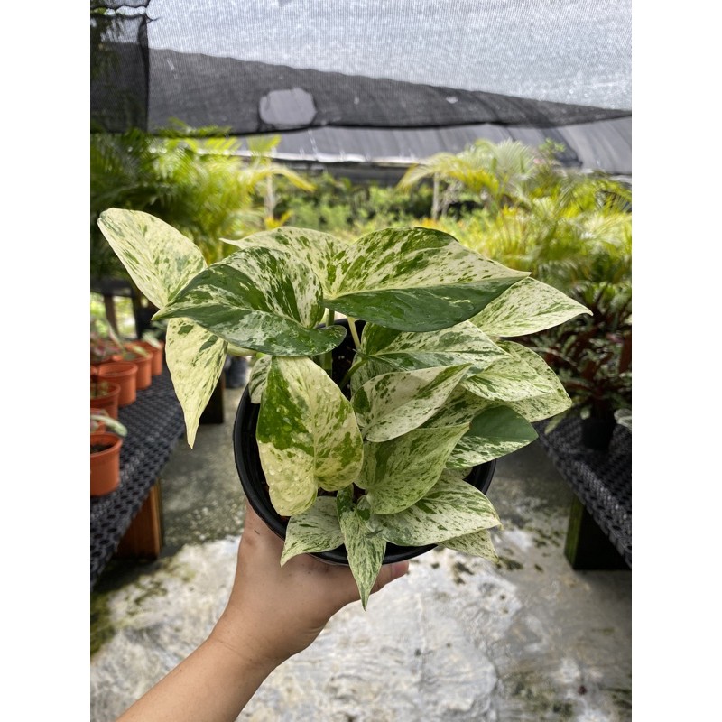 Epipremnum Aureum Marble Queen Shopee Singapore