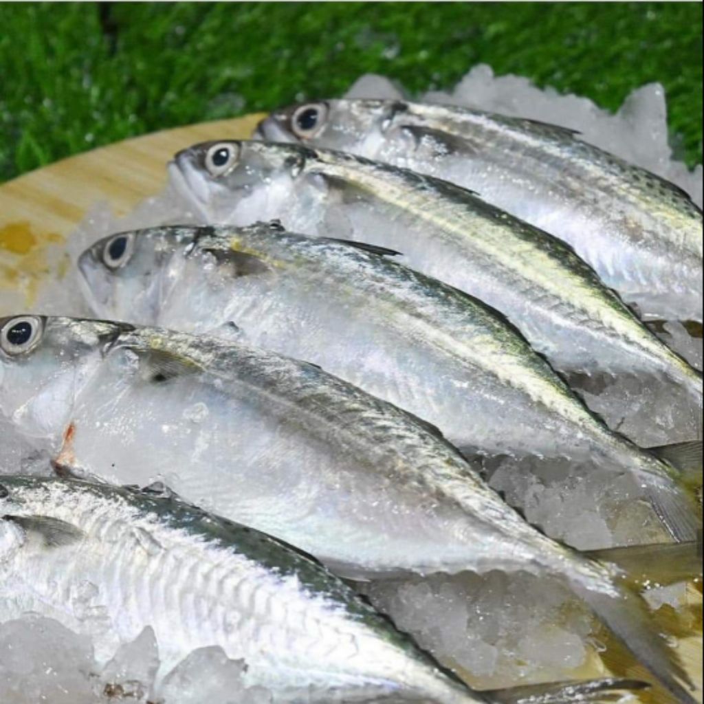 Fresh Market Seafood Kembong Mackerel Ikan Kembung Shopee Singapore