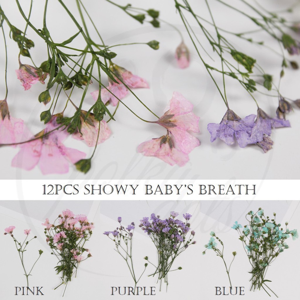 [SG] 12pcs Pressed Showy Baby's Breath Flowers Pressed Flower Dried