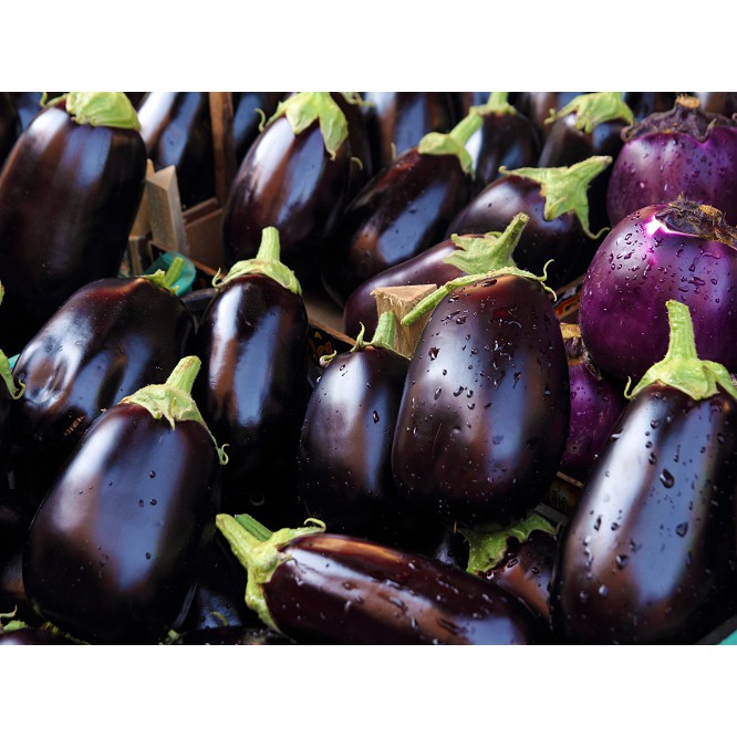 Cameron Highlands Pearl Eggplant 金马伦高原珍珠茄子 Shopee Singapore