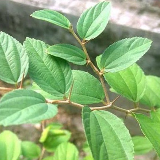 Arabic Bidara Herbal Leaves 21 Lbr Shopee Singapore