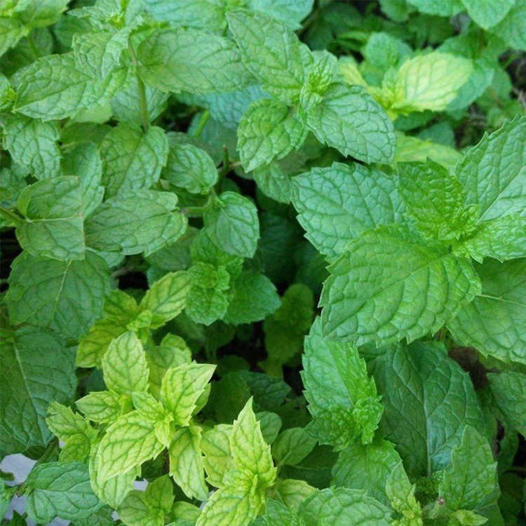 100pcs Peppermint Seed Lemon Perfume Mint Seed Potted ...