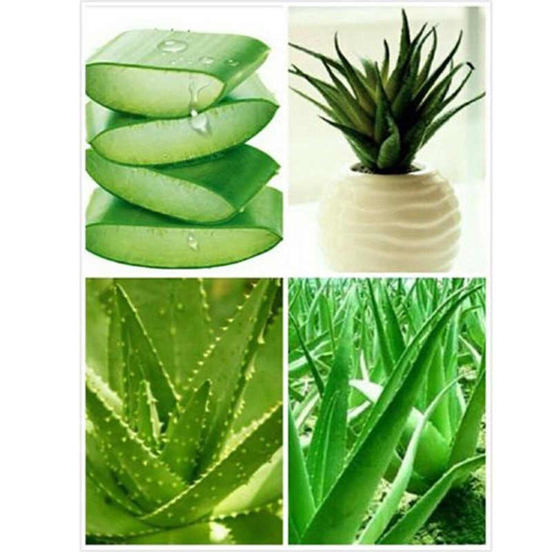 100 Seed Aloe Vera Seeds Edible Succulent Plant Rare Herbal