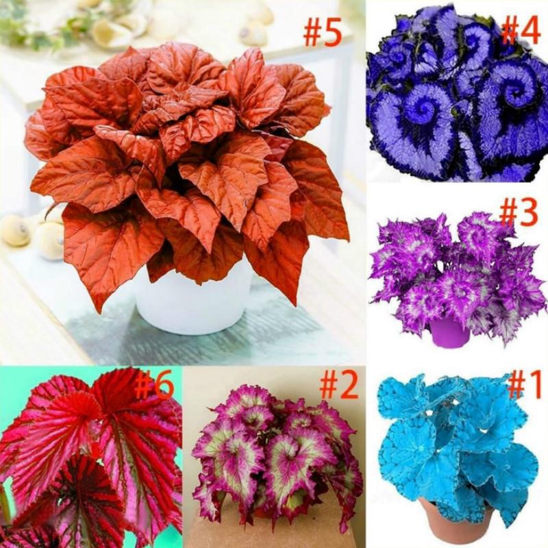 20pcs Garden Blues Plants Coleus Seeds Multicolor Color Begonia Plants Bonsai Flower Plants Balcony Shopee Singapore
