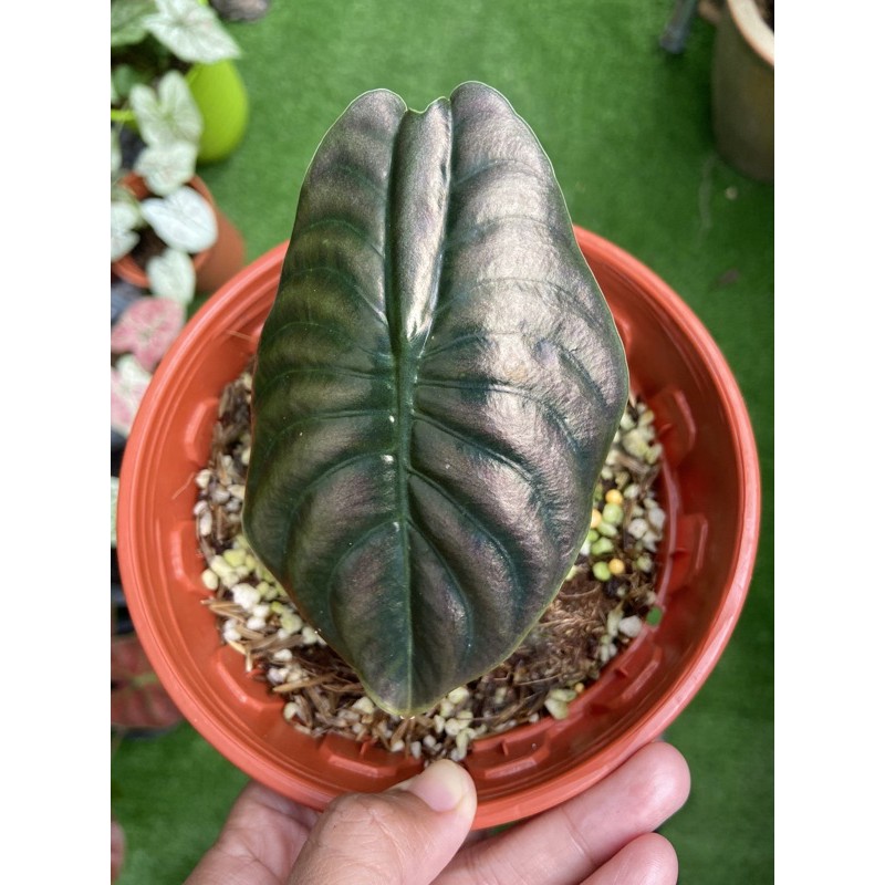 Alocasia Cuprea Red Sinuata Dragon Scale Green Valvet Shopee Singapore