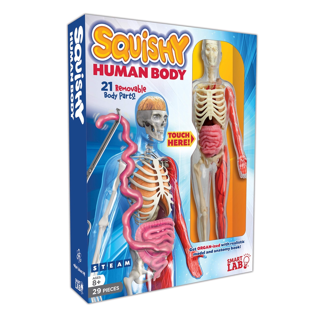 human body anatomy model toy