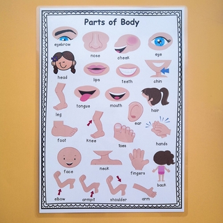 2Pcs Body Parts A4 Poster Card Preschool Classroom Decoration Posters ...