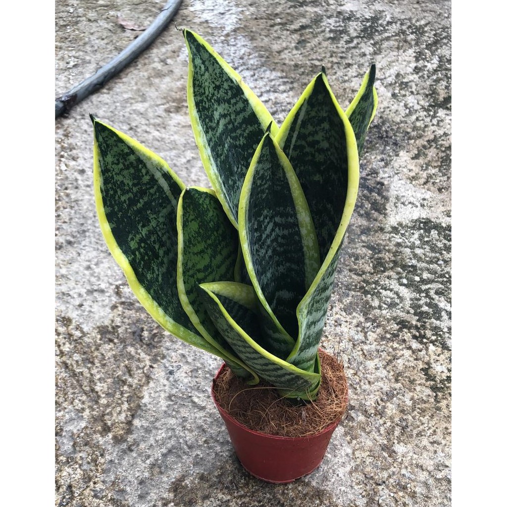 Sansevieria Futura Superba clump (Snake Plant) *Houseplant* | Shopee ...