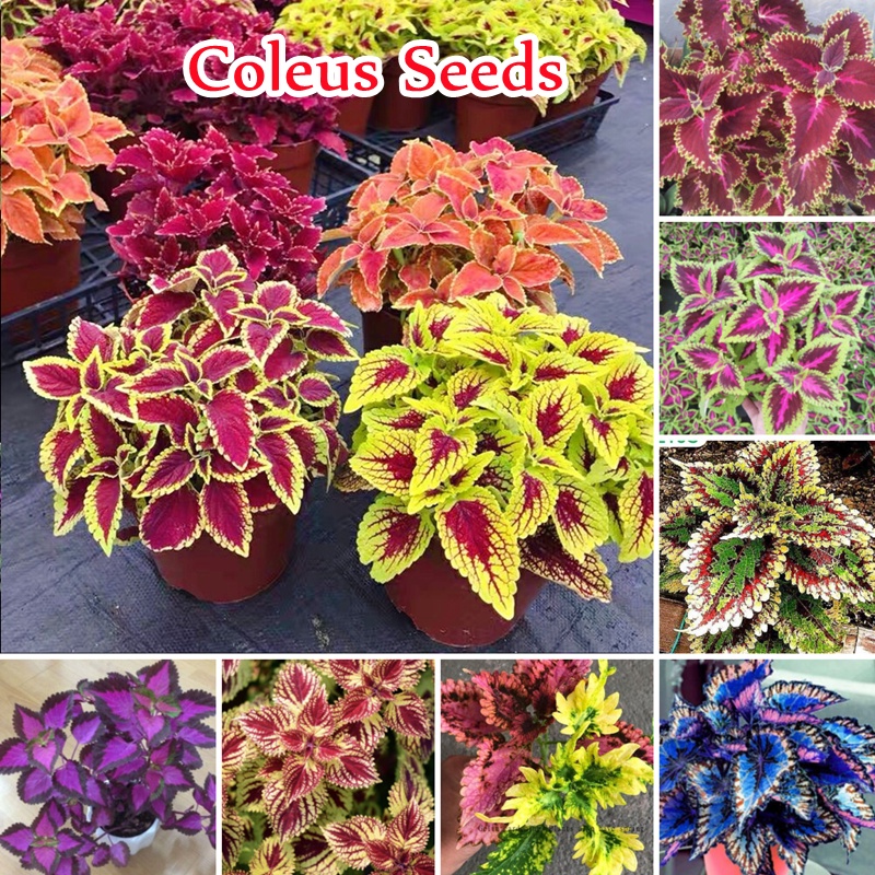 Ready Stock 100 Seeds Mixed Colors Coleus Seeds for Planting Perilla
