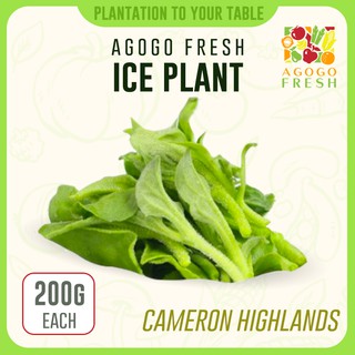 [Agogo Fresh - Vegetables] Cameron Highlands Ice Plant (200g)