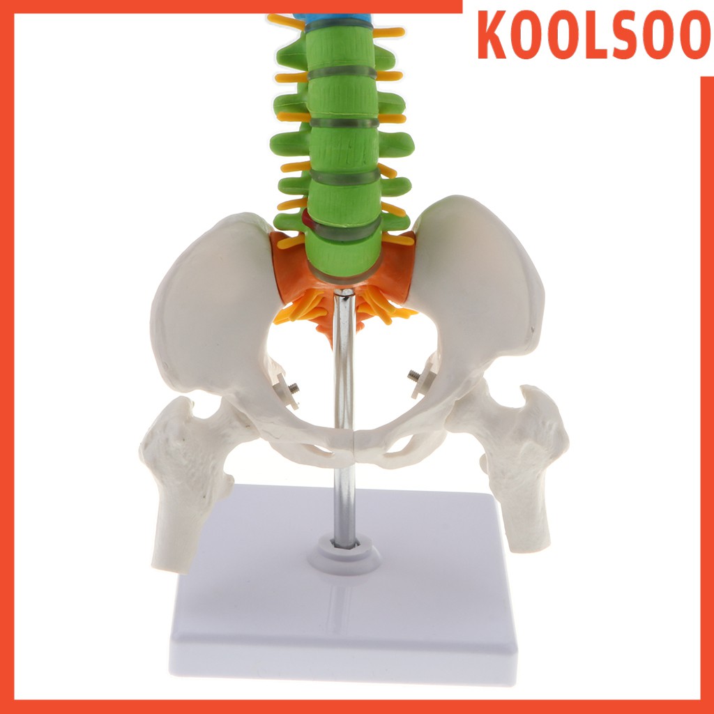 Ultra Flexible Spine Model Anatomical Human Skeleton Spine Model with Pelvis Femur 45cm Life Size