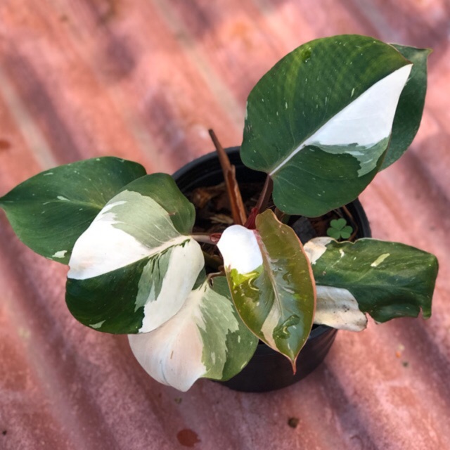 Philodendron White Knight Pokok Plant Shopee Singapore