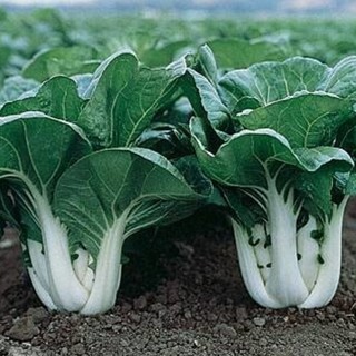 150 Nai Bai Pak Choy Chinese White Cabbage 九白奶白菜 奶油白菜种子 Fan Pak Choy ...