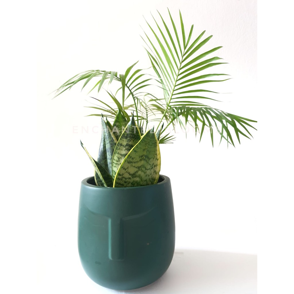 Zen Series Dwarf Snake Plant In Pot With Face Design Shopee Singapore