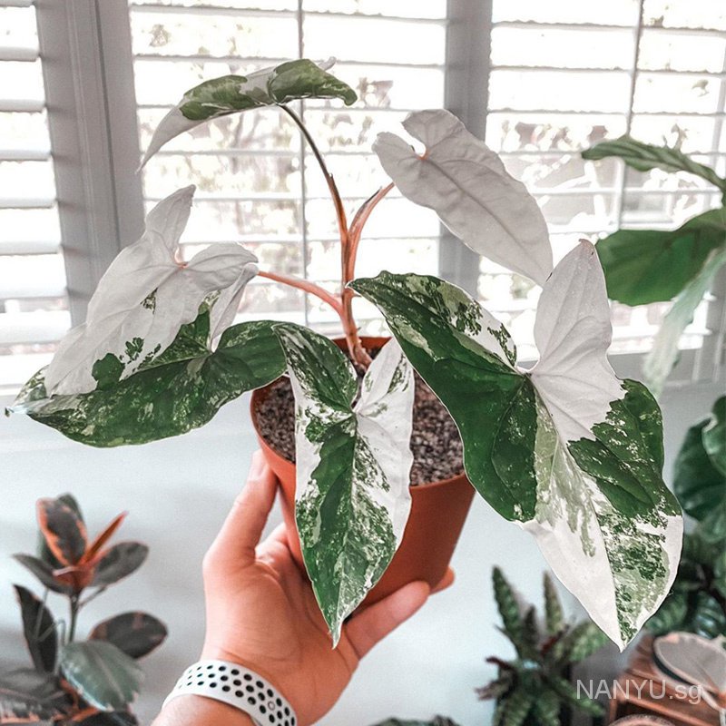 White Jinhe Fruit Taro Color Seed Leaf Taro Red Pink Beauty Green Spirit Four Seasons Evergreen Indoor Flowers And Plants Pottedr1 Shopee Singapore