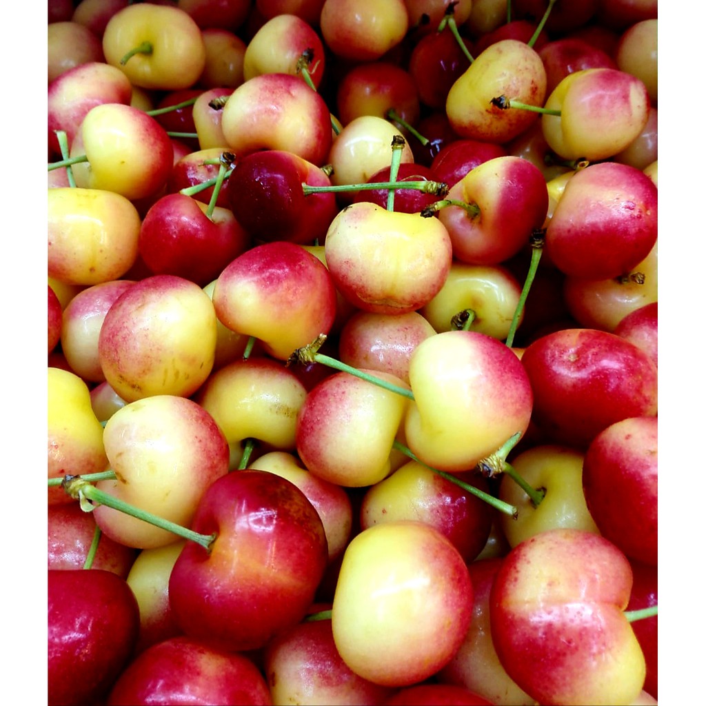 [FRUIT] White Cherries Rainier (MUST TRY) Shopee Singapore