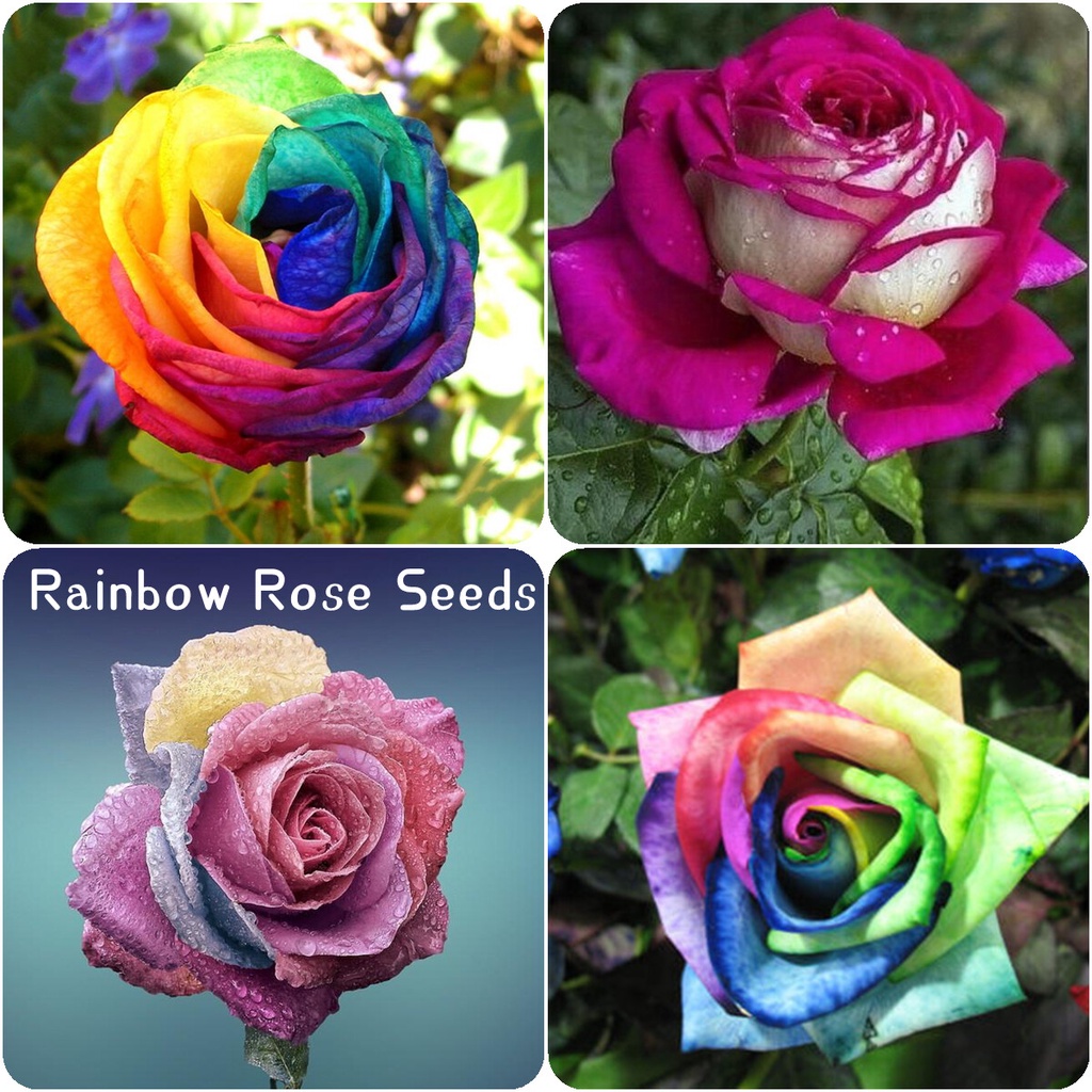 rainbow roses garden
