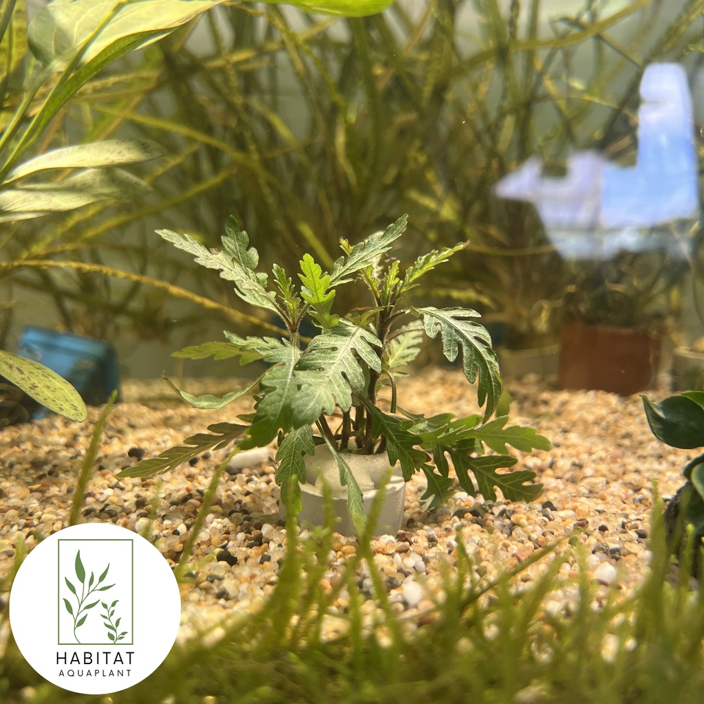 Hygrophila Pinnatifida Fresh Live Aquarium Aquatic Plants Shopee