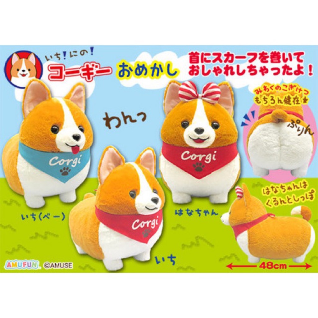 ichini corgi