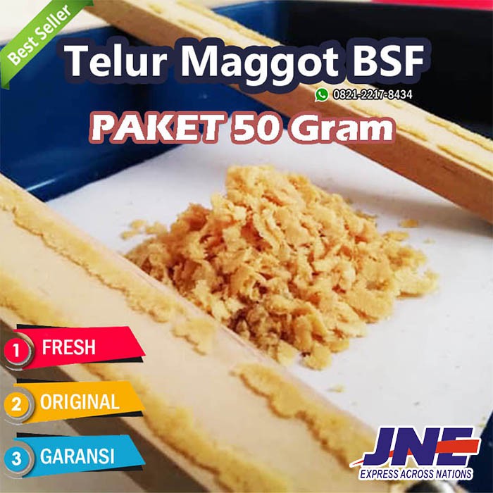 Maggot Egg Package 50 Gr, Bsf Flies, Bsf Maggot Egg, Larva Maggot Egg