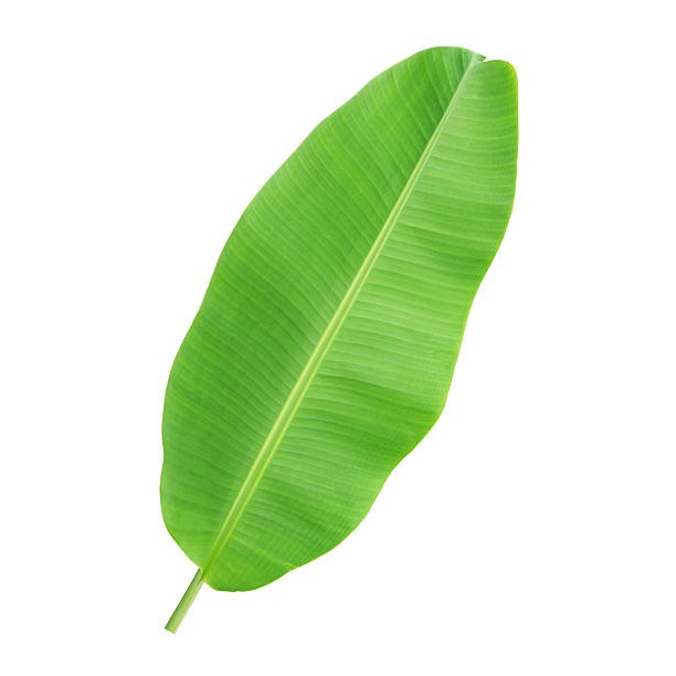 mothershipsg on twitter thailand supermarket uses innovative banana leaves packaging to avoid excessive plastic usage httpstcoitx1wqtyfg httpstcohhws5nqwbp twitter on where to buy banana leaves singapore