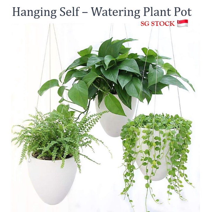 Types Of Hanging Plants