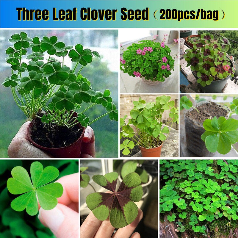 Lucky 3-Leaf Clover Banner Set - 3 Pack St. Patrick's Day Garland Decorations, 8.75 Feet Each, Glitter Paper - View #5