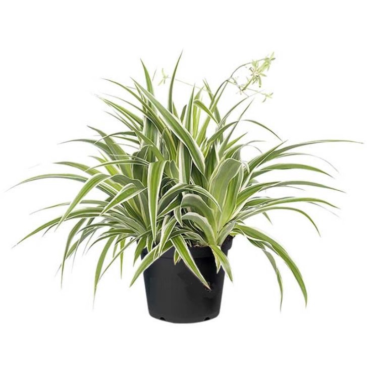 Spider Plant Chlorophytum Bichetii Fresh Gardening Indoor Plant