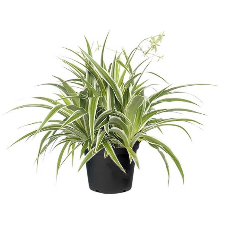 Spider Plant Chlorophytum Bichetii - Fresh Gardening Indoor Plant 