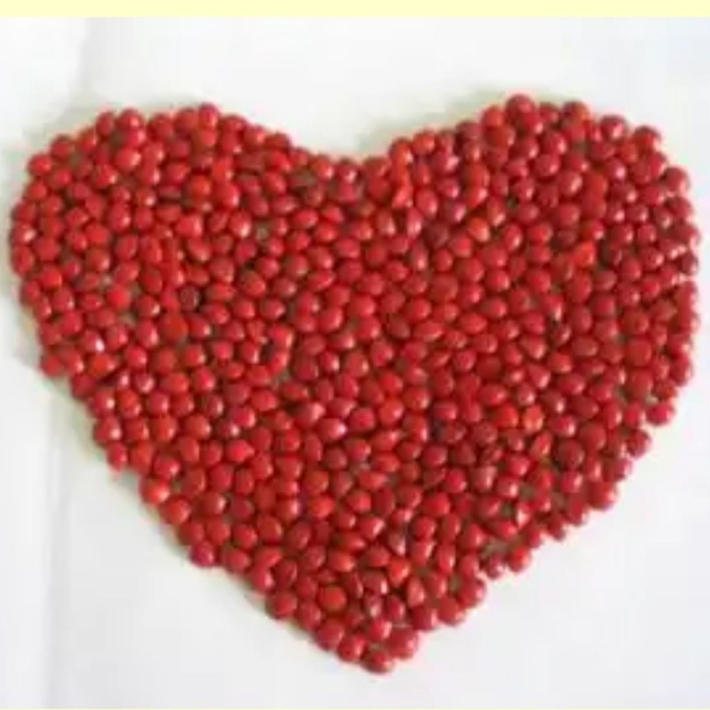 20 Saga seeds (for SG) Shopee Singapore