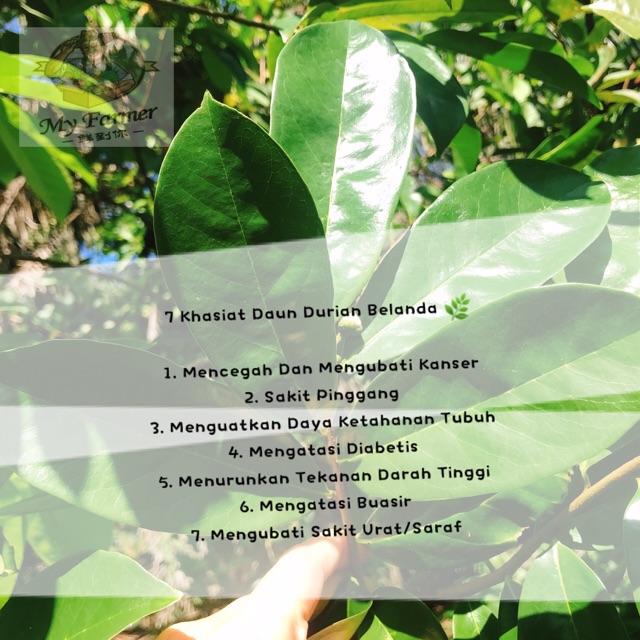 Daun Durian Belanda Segar Fresh Soursop Leaf 新鲜红毛榴莲叶 Shopee Singapore