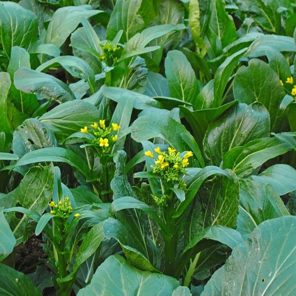 <em>250 seeds</em> Choy Sum / Chinese Flowering Cabbage Shopee