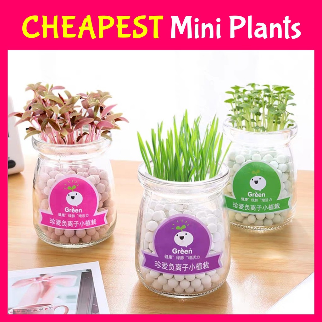 ★Mini Indoor DIY Plants★Office Teachers Children Plant Gift Xmas Table