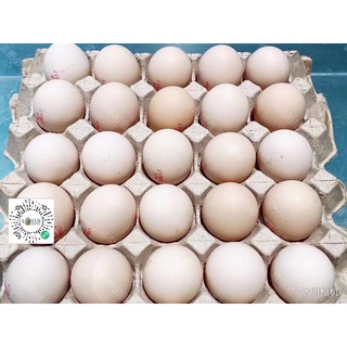 local farm kampong egg 甘榜鸡蛋 local farm